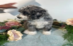 Mini Bernedoodle dogs for sale: Rune - Image 10
