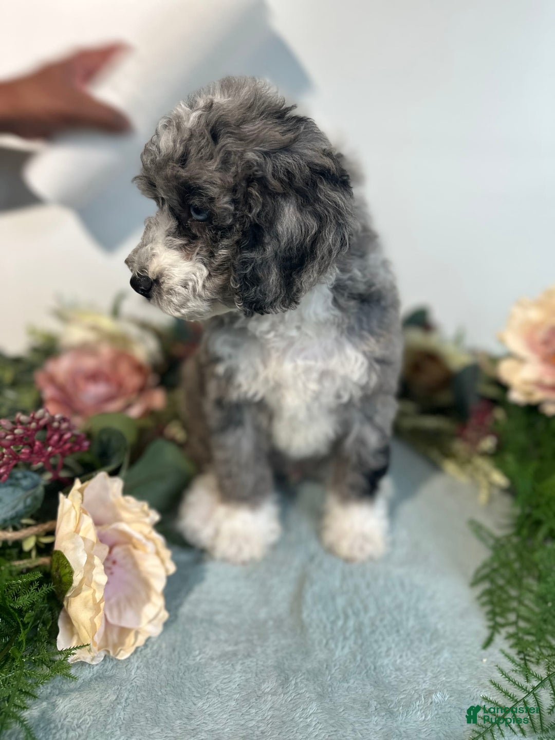 Mini Bernedoodle dogs for sale: Rune - Image 10