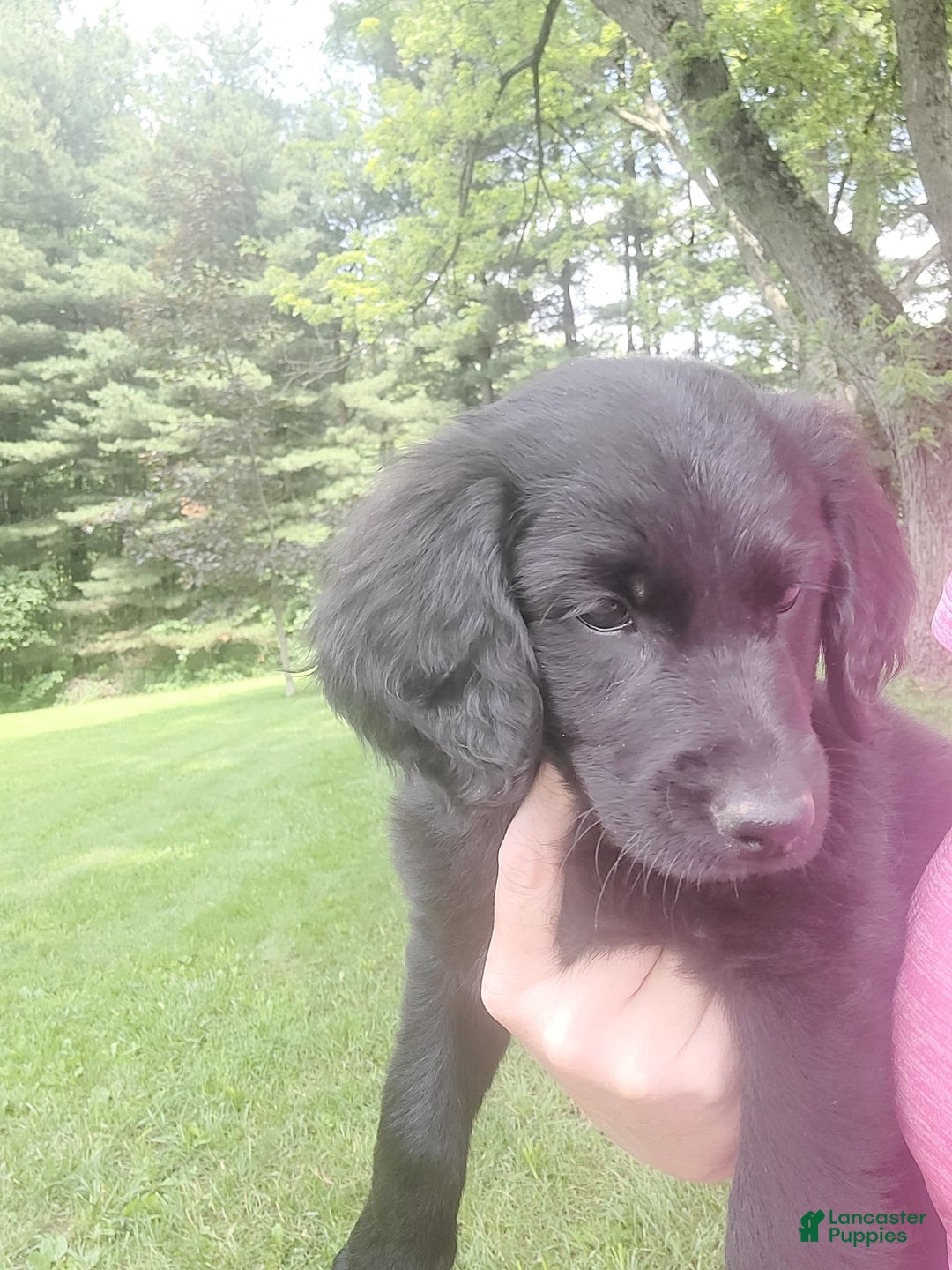 Labradoodle dogs for sale: Red - Image 1