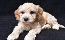 Cavapoo dogs for sale: Rex - Image 3