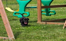 Labrador Retriever dogs for sale: Chuck - Image 2