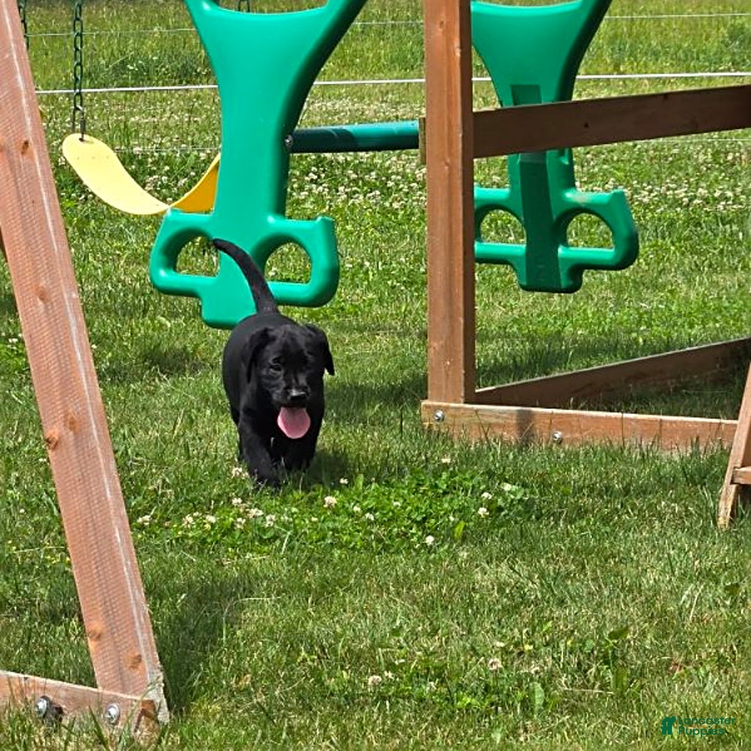 Labrador Retriever dogs for sale: Chuck - Image 2