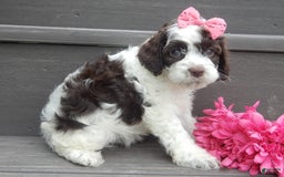 Cockapoo dogs for sale: Bella - Image 6
