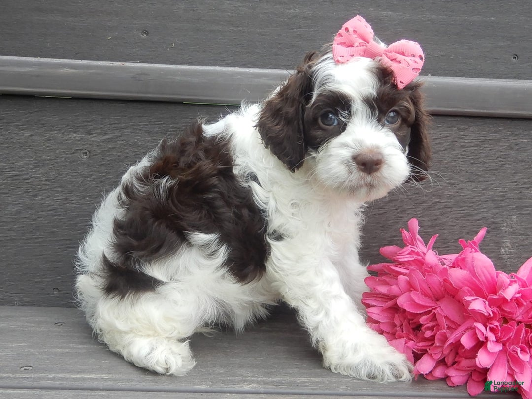 Cockapoo dogs for sale: Bella - Image 6
