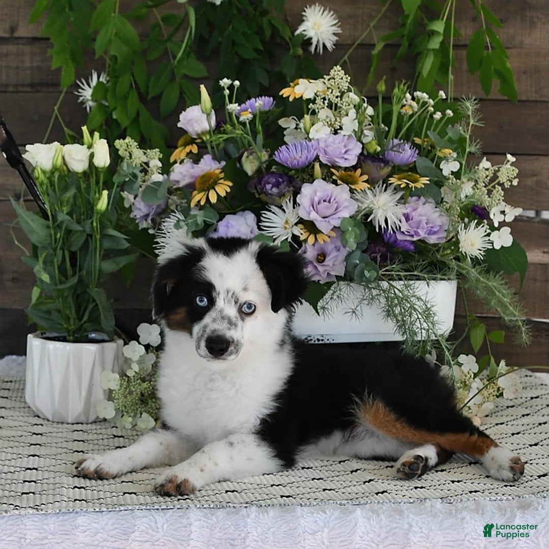 Miniature Australian Shepherd dogs for sale: Axel Toy - Image 42