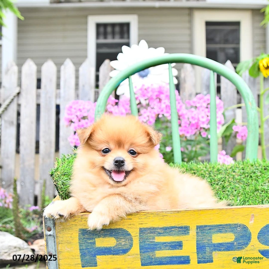 Pomeranian dogs for sale: Carson - Image 9