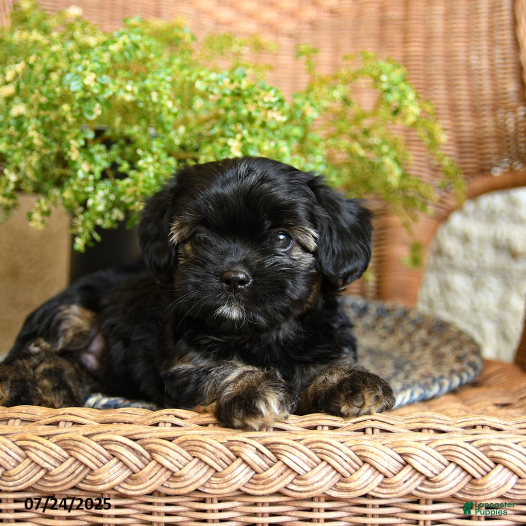 Chihuahua dogs for sale: Leo - Image 2