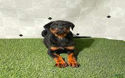 Rottweiler dogs for sale: Angeline - Image 7