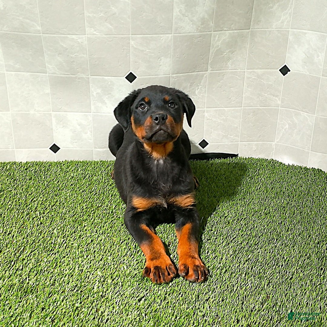 Rottweiler dogs for sale: Angeline - Image 7