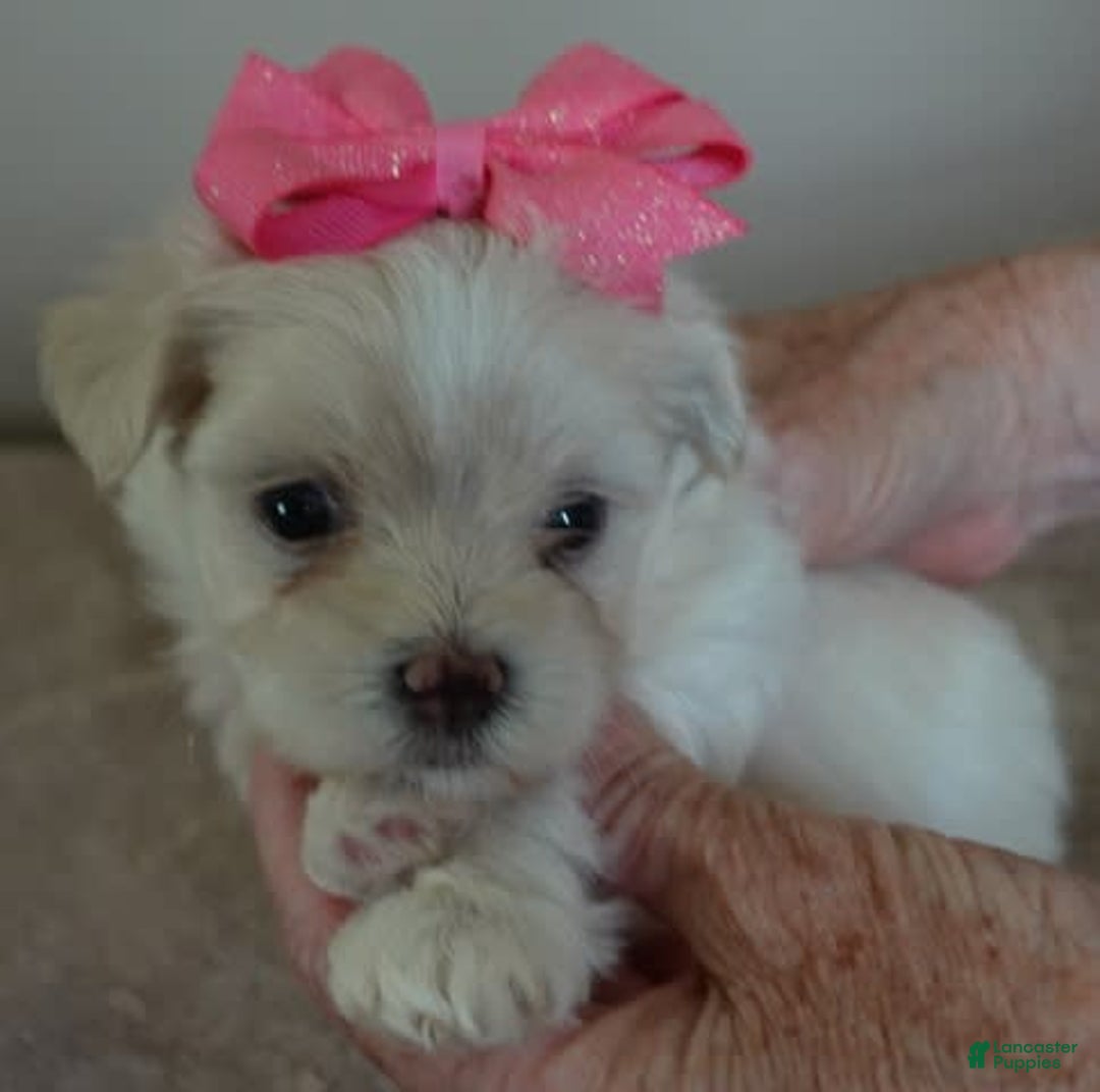 Maltese dogs for sale: Tinker - Image 2