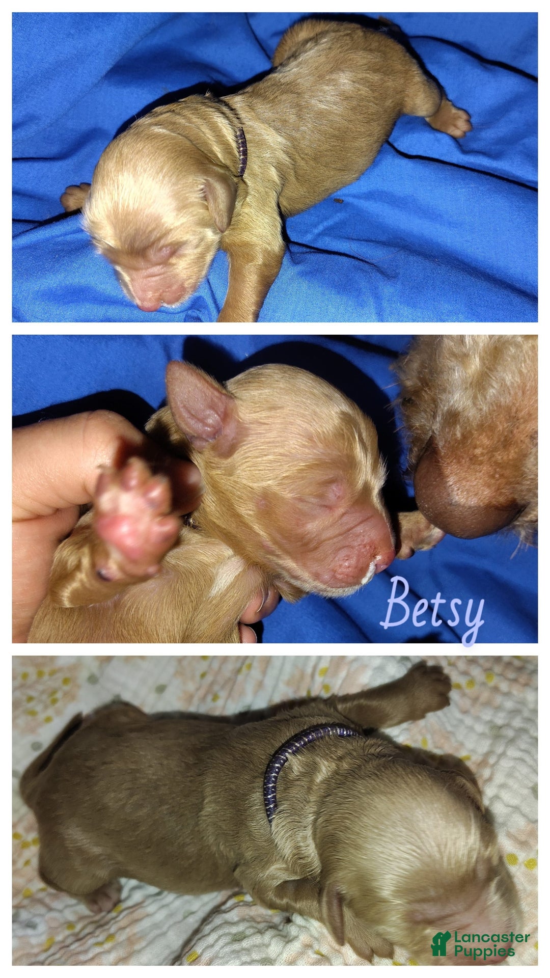 Mini Goldendoodle dogs for sale: Betsy - Image 1
