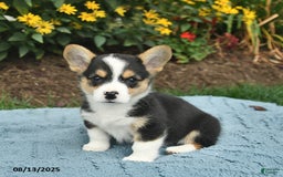 Welsh Corgi Pembroke dogs for sale: Salty - Image 2