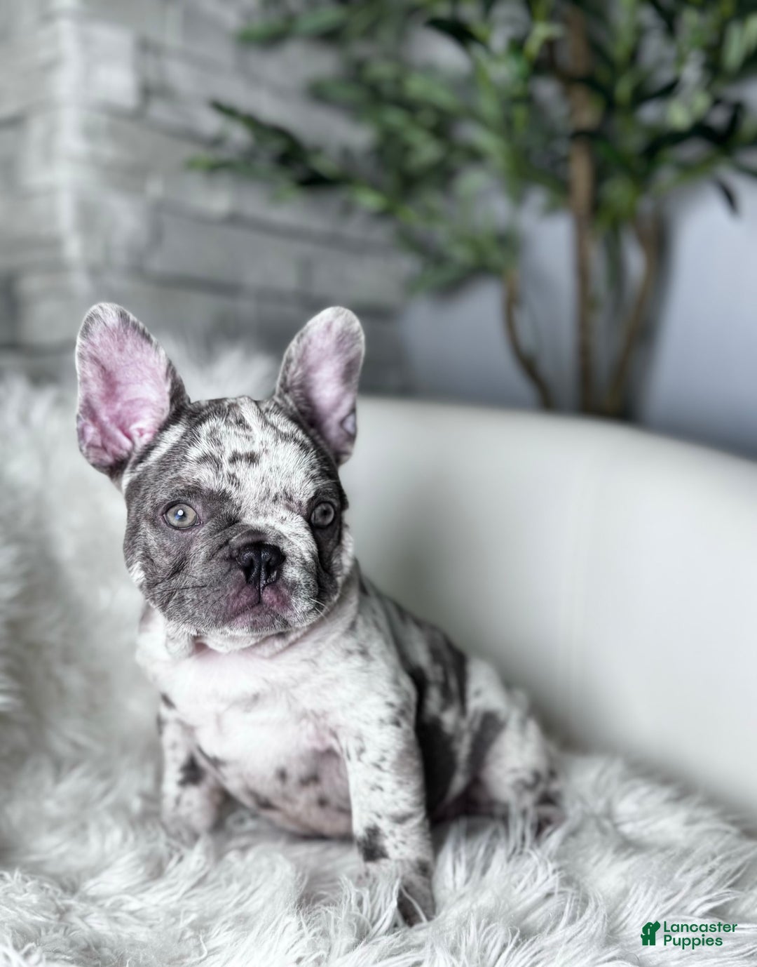French Bulldog dogs for sale: Dixie - Image 9