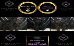 Mini Goldendoodle dogs for sale: Smiles - Image 6