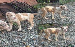 American Bully dogs for sale: Lola - Image 1