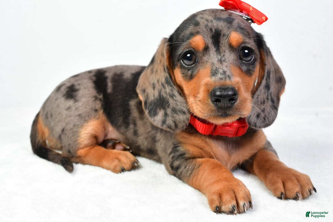 Miniature Dachshund dogs for sale: Snoopy - Image 3