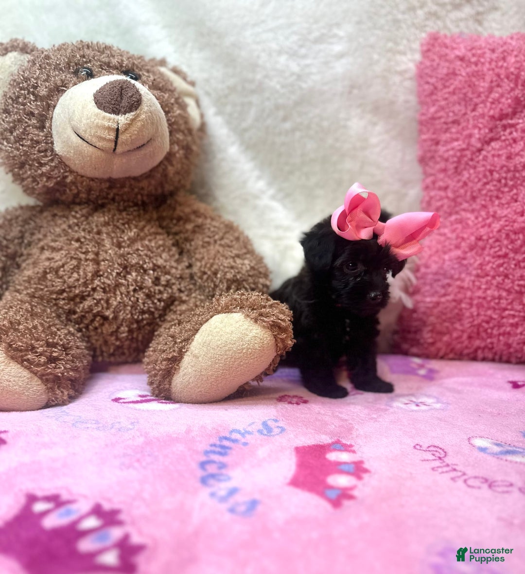 Morkie dogs for sale: Sugar - Image 2