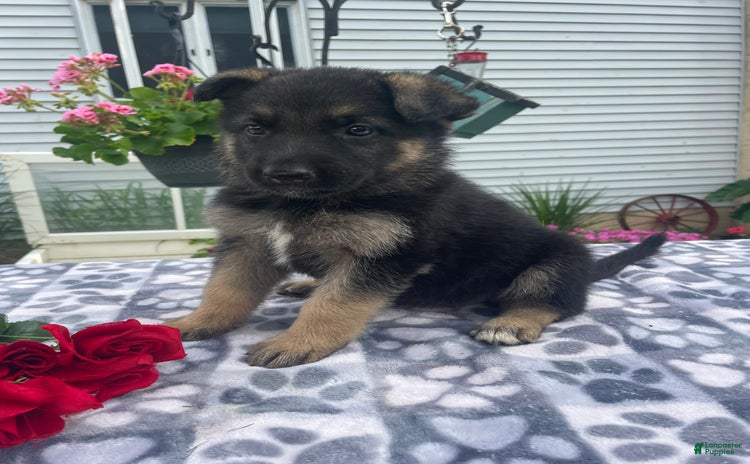 German Shepherd dogs for sale - Ad 3