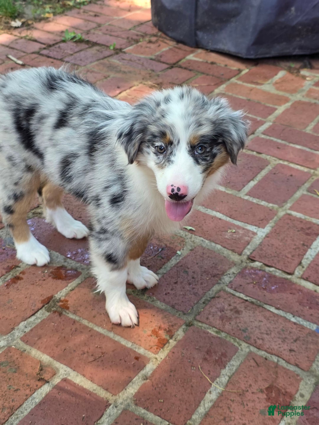 Australian Shepherd dogs for sale: Mya - Image 3