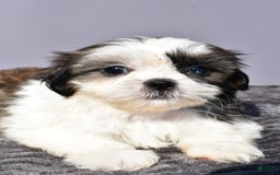 Pomeranian dogs for sale: Sweetie - Image 3