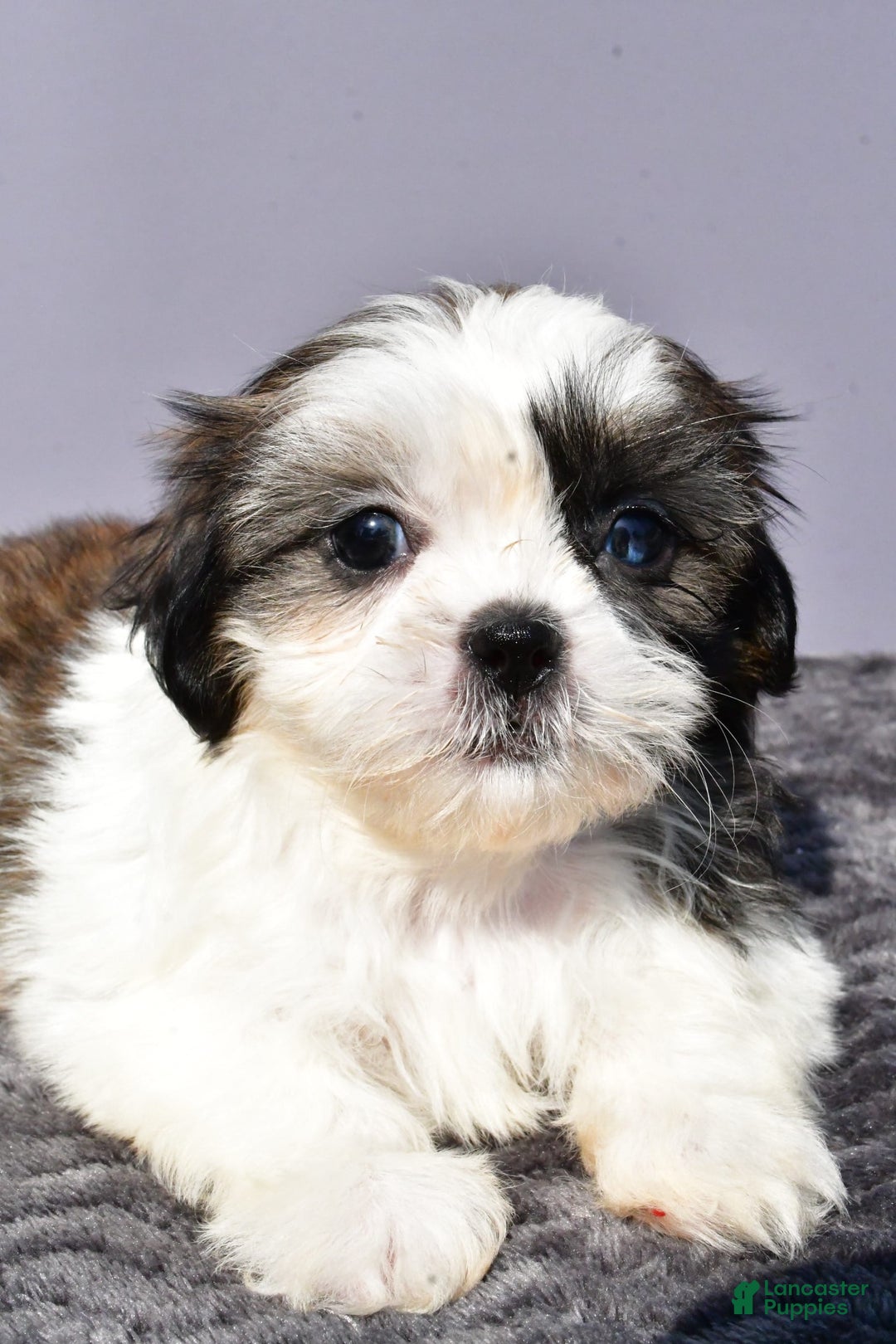 Pomeranian dogs for sale: Sweetie - Image 3