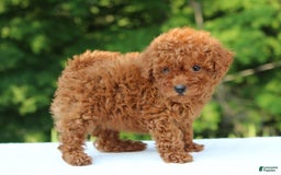 Miniature Poodle dogs for sale: Aleah - Image 2
