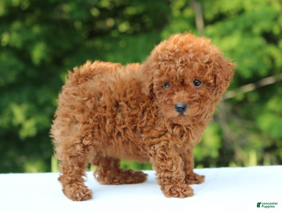 Miniature Poodle dogs for sale: Aleah - Image 2