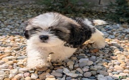 Lhasa Apso dogs for sale: Kodiak - Image 6