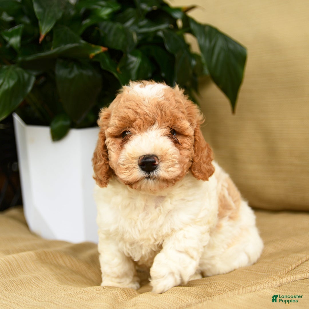 Mini Goldendoodle dogs for sale: Hailey - Image 3