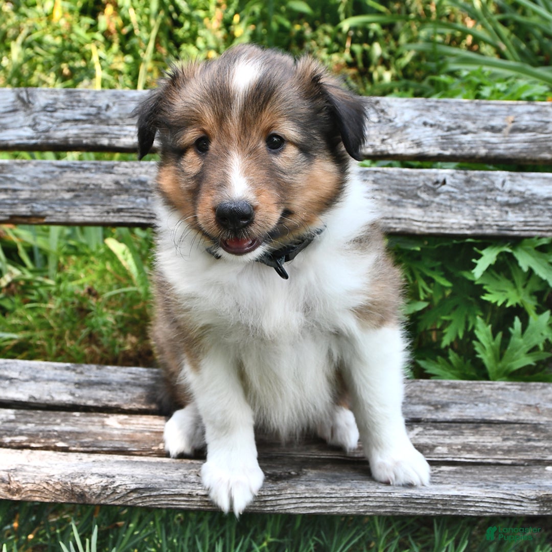 Shetland Sheepdog dogs for sale: Charlotte - Image 1