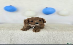 Cavapoo dogs for sale: Bruce - Image 5