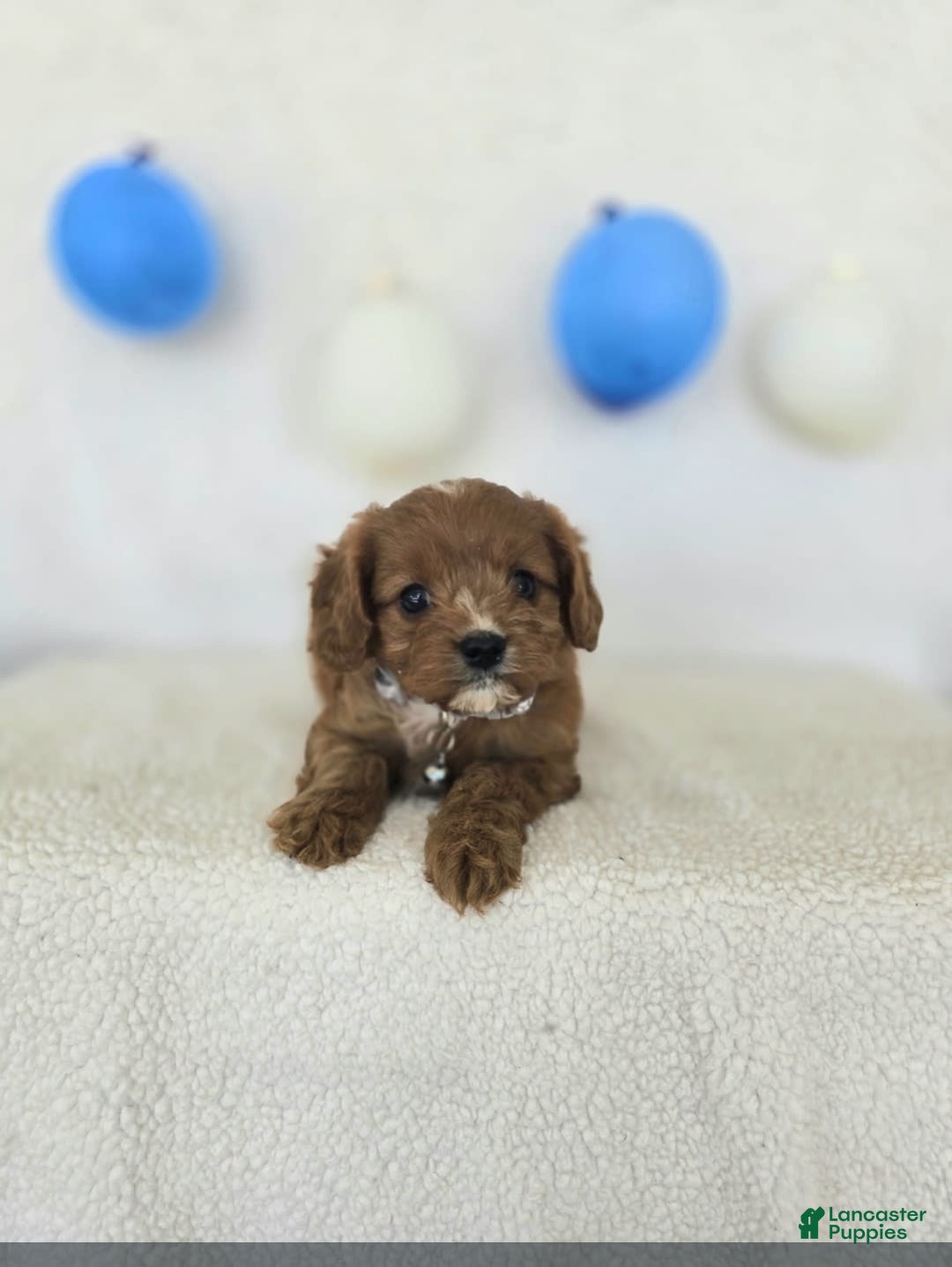 Cavapoo dogs for sale: Bruce - Image 5