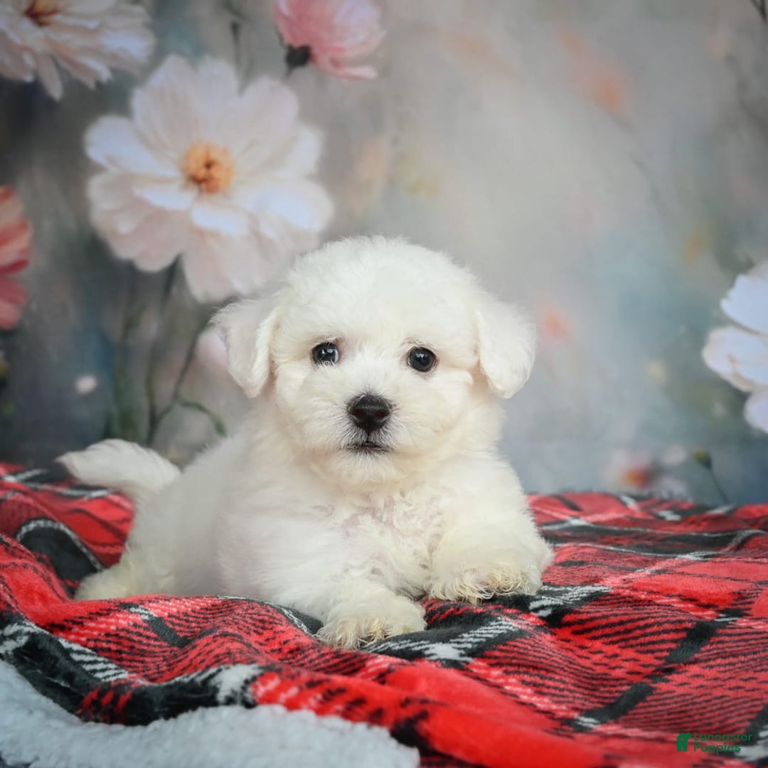 Bichon Frise dogs for sale: Jasper - Image 5