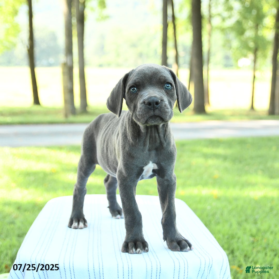 Cane Corso dogs for sale: Dexter - Image 2