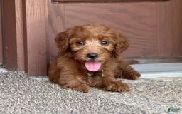 Goldendoodle dogs for sale: Paisley - Image 6