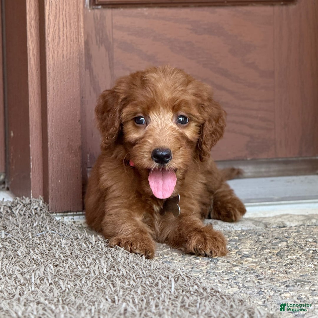 Goldendoodle dogs for sale: Paisley - Image 6
