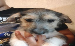 Jack Russell Terrier dogs for sale: Girl Black - Image 4