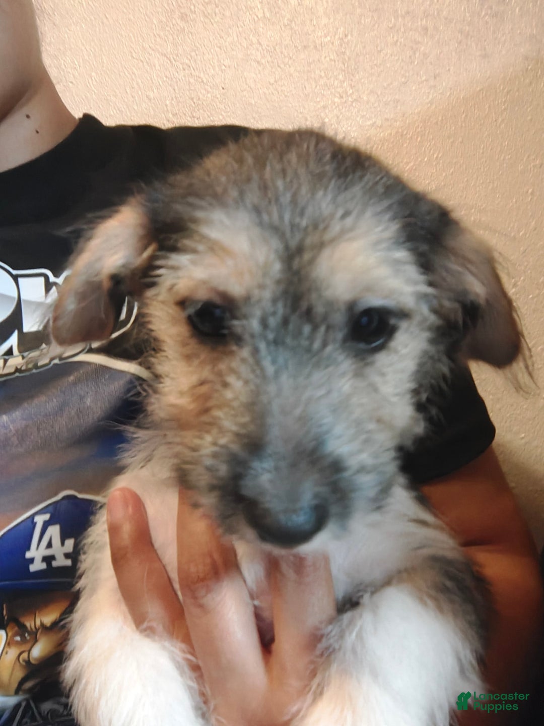 Jack Russell Terrier dogs for sale: Girl Black - Image 4