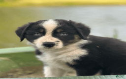 Australian Shepherd dogs for sale: Luna - Image 5