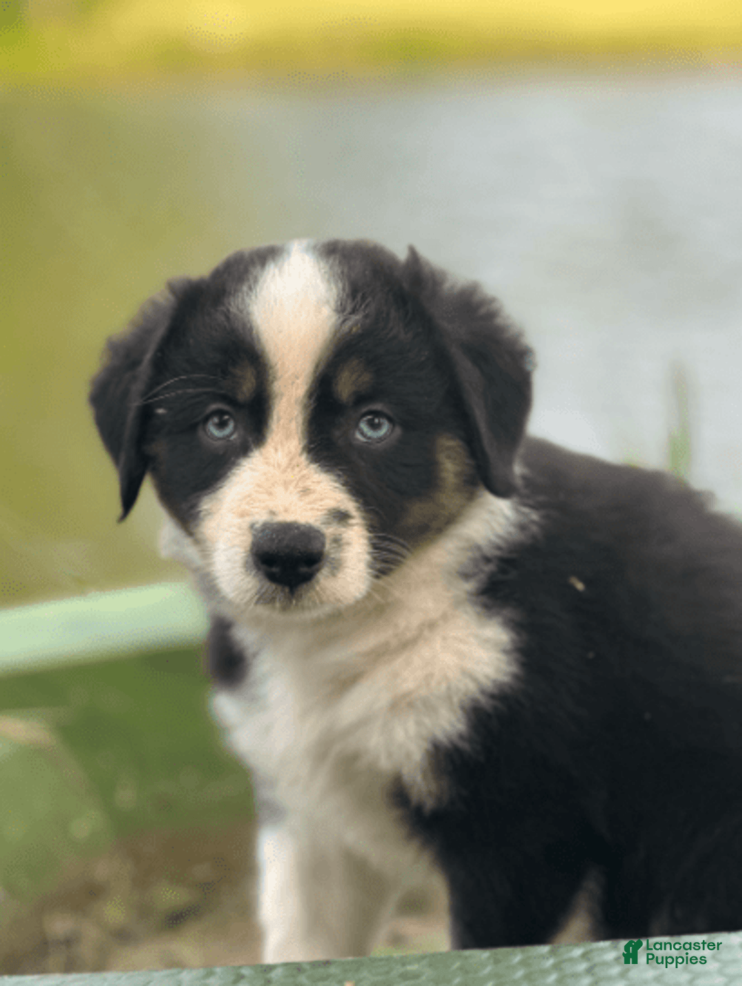 Australian Shepherd dogs for sale: Luna - Image 5