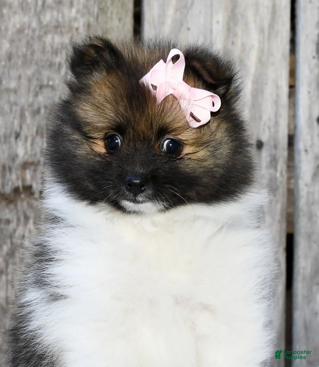Pomeranian dogs for sale: Ivy - Image 5