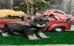 Miniature Schnauzer dogs for sale: Katie - Image 4