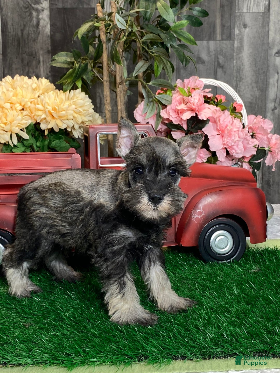 Miniature Schnauzer dogs for sale: Katie - Image 4