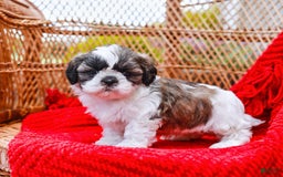 Shih Tzu dogs for sale: Easton - Image 9