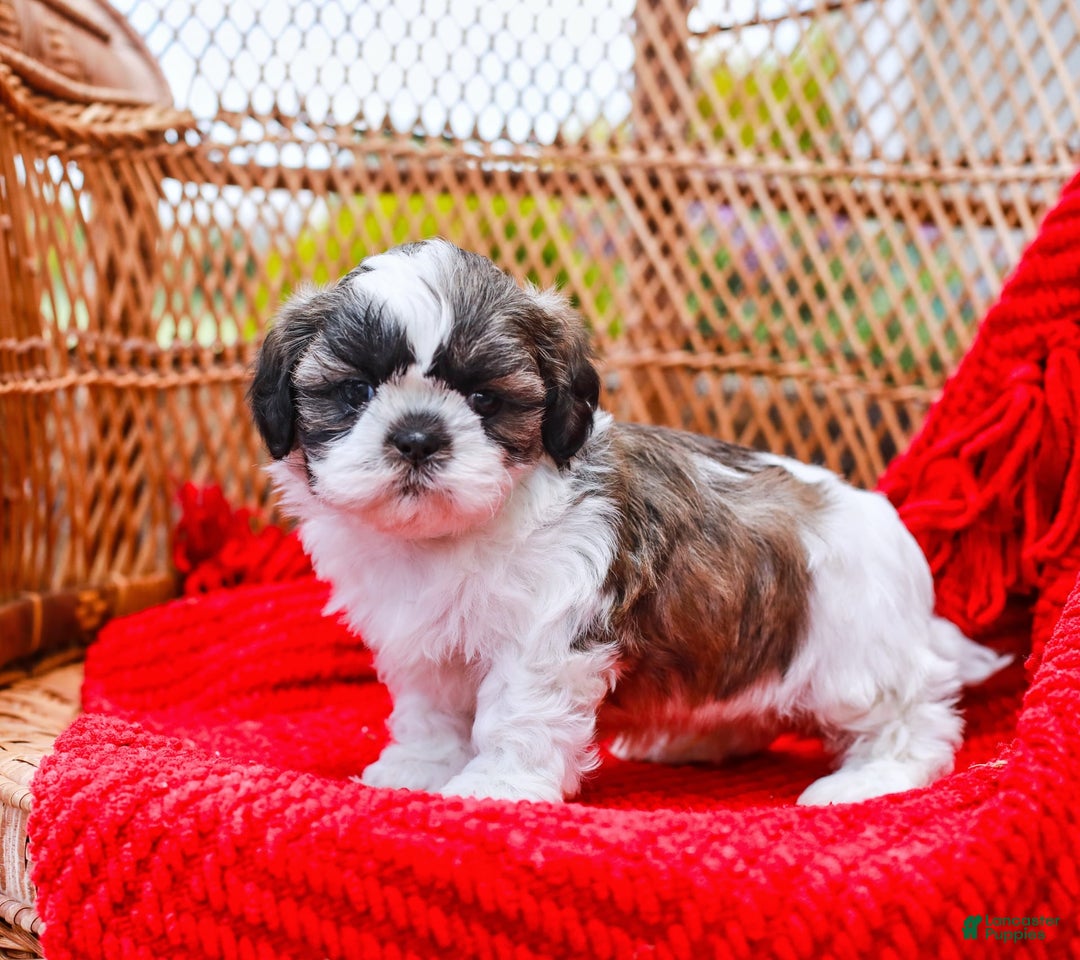 Shih Tzu dogs for sale: Easton - Image 9