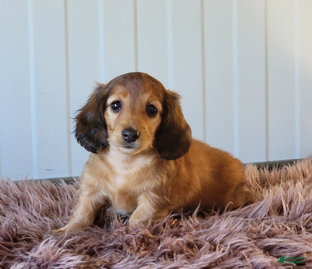 Miniature Dachshund dogs for sale: Ruthie - Image 1