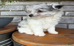Pomapoo dogs for sale: Mason - Image 6