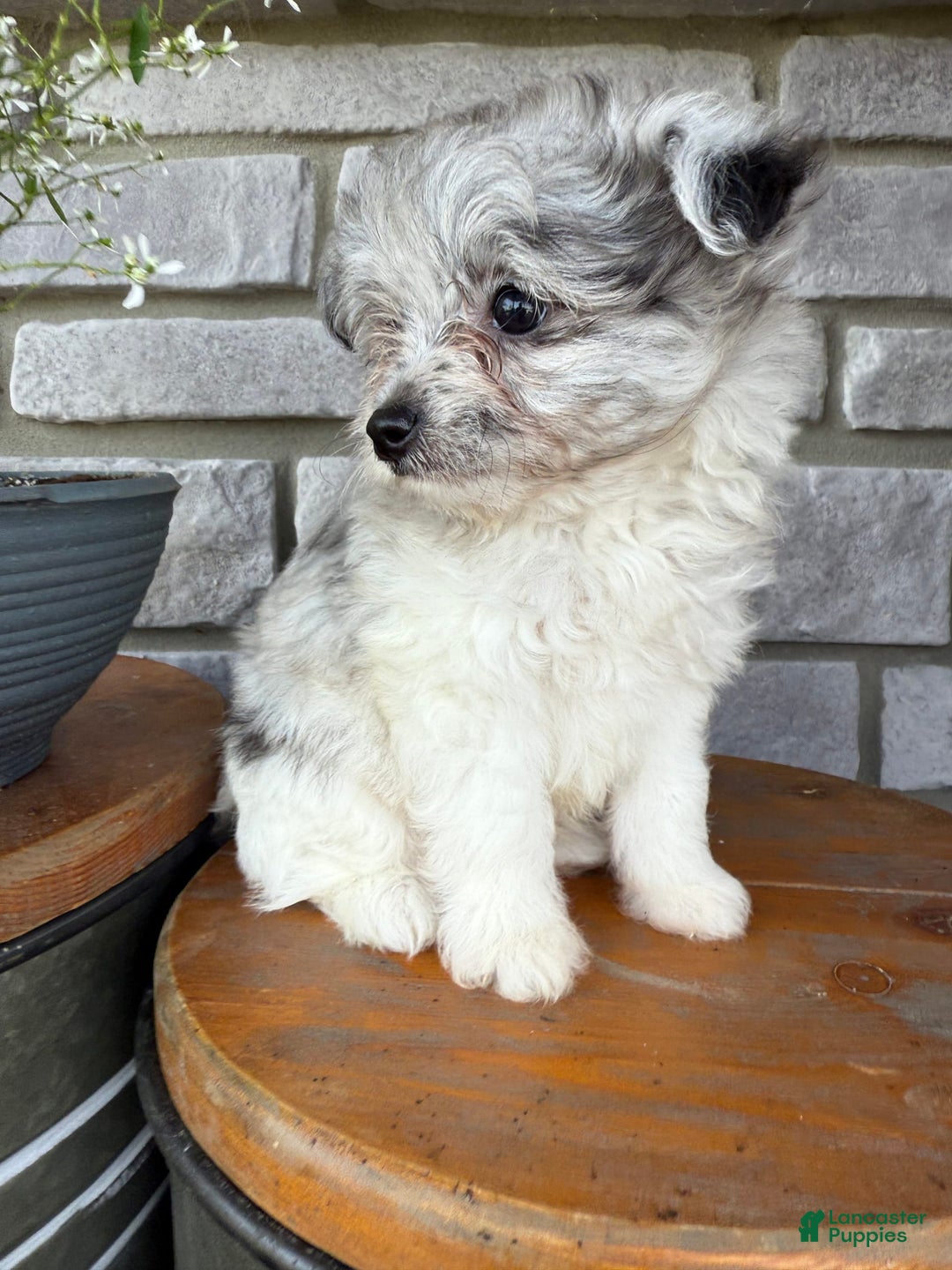 Pomapoo dogs for sale: Mason - Image 6