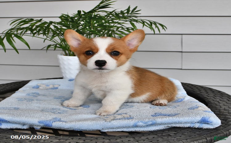 Welsh Corgi Pembroke dogs for sale - Ad 3