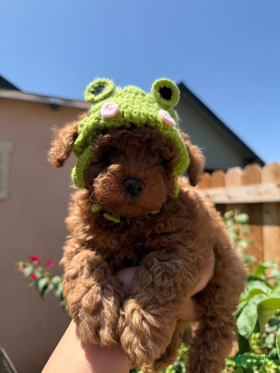 Toy Poodle dogs for sale: Pudding - Image 2
